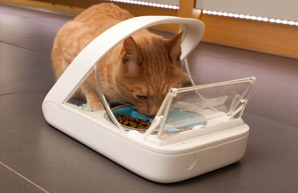 best automatic cat feeder with collar sensor