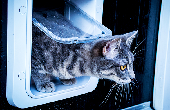 Microchip operated outlet cat flap