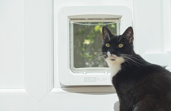 Sureflap microchip cat flap 2024 connect with hub bundle