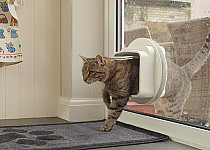 Cat walking through cat flap in glass