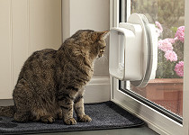 cat-looking-out-sureflap-dualscan