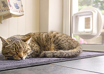 cat-sleeping-infront-sureflap-dualscan