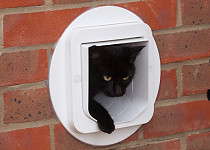 cat-through-wall-cat-flap