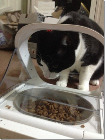 sureflap microchip cat feeder