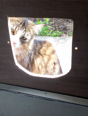 Mr Wendal cat with cat flap installation hole