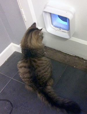 Mr Wendal cat with DualScan Microchip Cat Flap