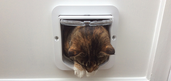 Mr Wendal cat with DualScan Microchip Cat Flap