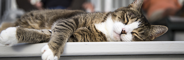 preventing-heat-stroke-in-cats