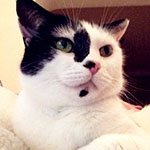 Pet Door Connect gives peace of mind when away from home