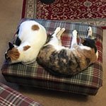 Microchip Pet Door Connect’s remote locking comes in handy