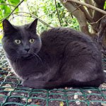 The purr-fect solution for a multi-pet household