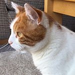 Microchip Pet Door Connect keeps Rolo’s routine on track