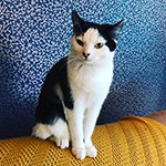 Owner given insight into two cats’ comings and goings