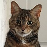 Cat flap upgrade gives Jude greater insight into cat behaviour