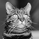 Three cats benefit from smart new pet door