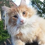 Microchip Pet Door Connect keeps five cats safe at night