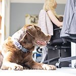 Dogs in the office – Bring Your Dog to Work Day
