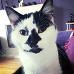 Pet door upgrade gives cat owner greater peace of mind