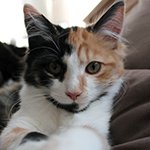 Connected pet door alerts owner to cat’s absence