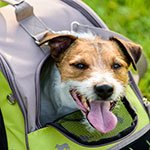 How to travel on a plane with your dog