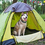 Dog-friendly holiday accommodation