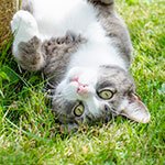 Microchip Pet Door Connect helps adopted cat