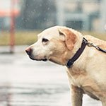 Caring for your dog in wet weather