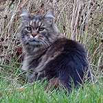 Microchip Pet Door Connect tracks Maine Coon’s movements