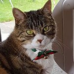 Microchip Pet Door Connect lets cat owner stay connected whilst on holiday