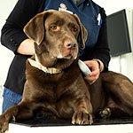 The essentials of responsible dog ownership