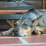 What does my dog do when I’m away from home?