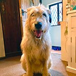 Why you should flea treat your house as well as your dog