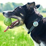 New Year’s resolution – exercise with your dog more
