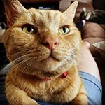 Insight into activity thanks to Microchip Pet Door Connect