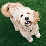 Five signs your dog loves you