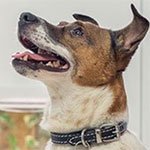 How to keep your dog entertained at home