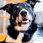 How to meet your dog’s needs when everyone’s at home