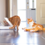 What to Consider When Bringing a New Pet into Your Multi-Pet Home