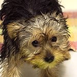 Bringing a new puppy home