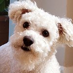 Grooming your dog and finding a professional groomer