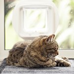 Giving cats different cat flap access permissions