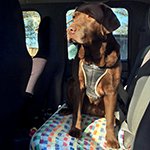 Car travel tips for dogs