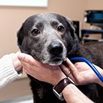 Looking after older dogs